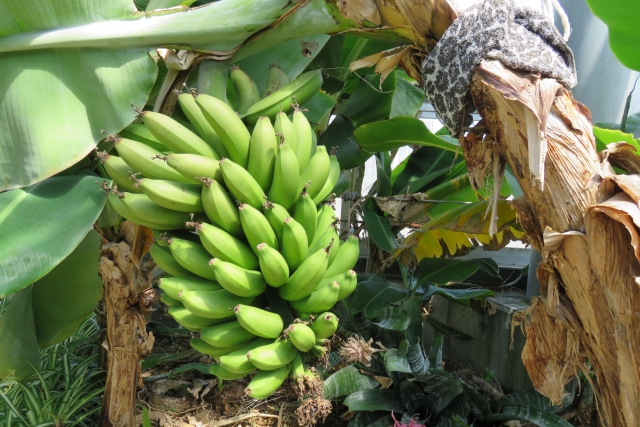 バナナの叩き売り（啖呵売）バナちゃん節は台湾台中で育てられた三尺バナナが日本の門司港目指し基隆港を船出する前半