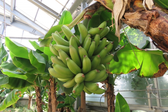 台湾バナナはメインブランドが北蕉で明治36年に都島金次郎が日本に初めて台湾バナナを持ち込み昭和40年代まで高級品